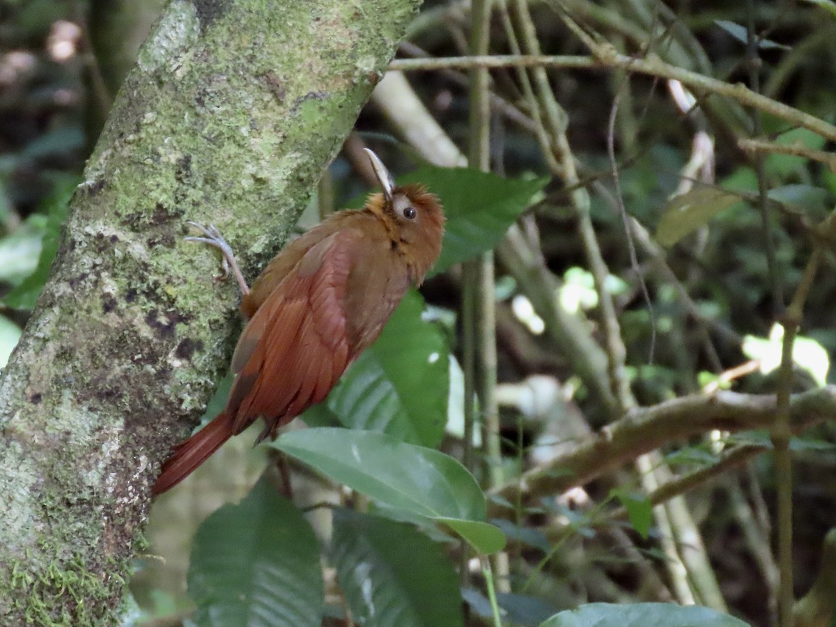 Ruddy Woodcreeper - ML615123833