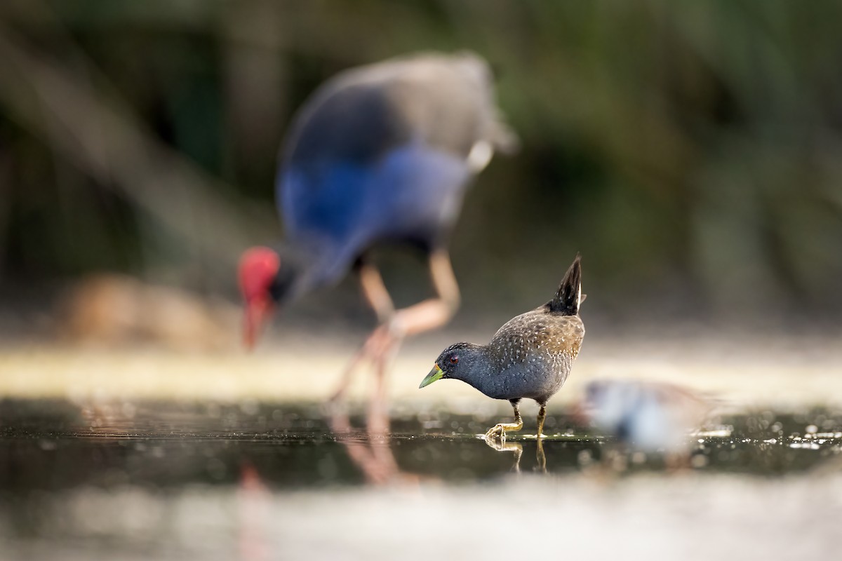 Australian Crake - ML615123879