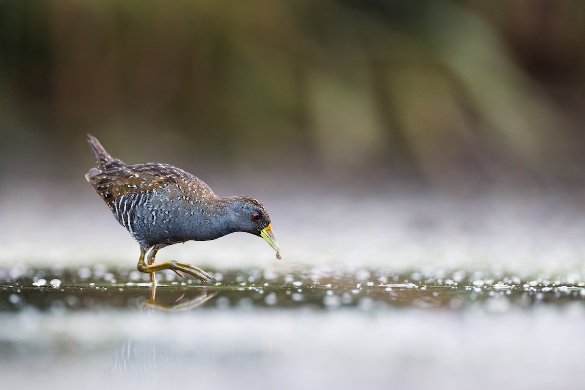 Australian Crake - ML615123884