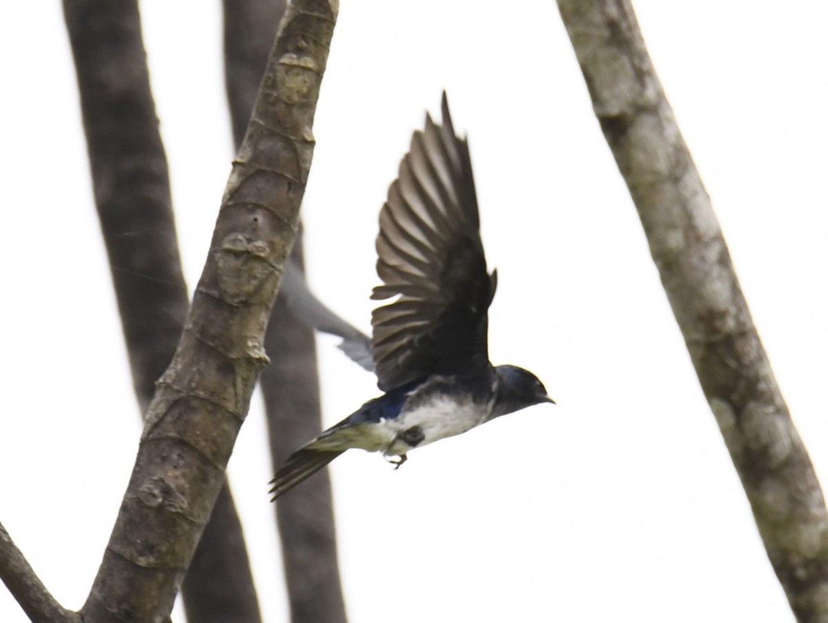 Gray-breasted Martin - ML615123904