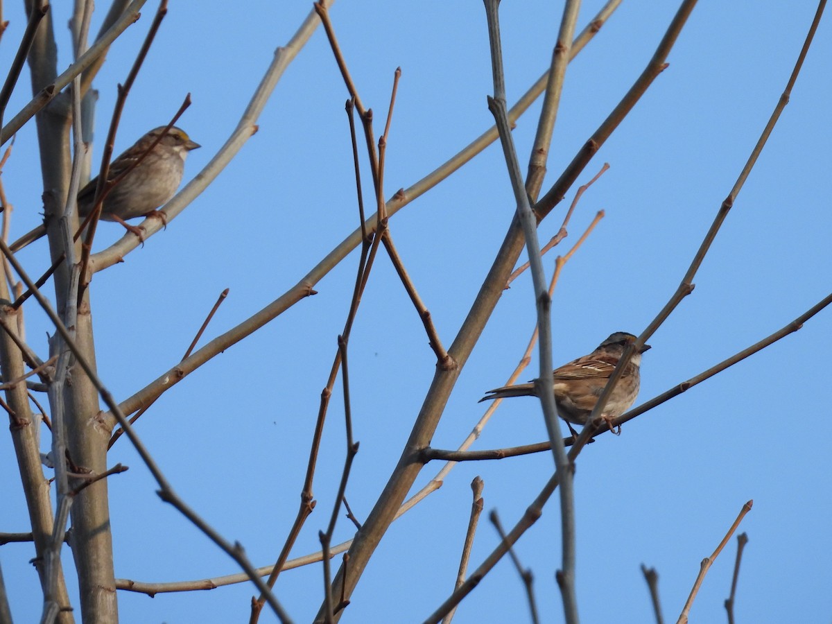 White-throated Sparrow - Jeanene Daniels