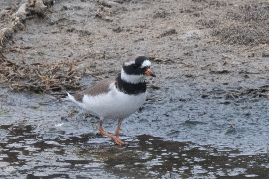 Common Ringed Plover - ML615123941