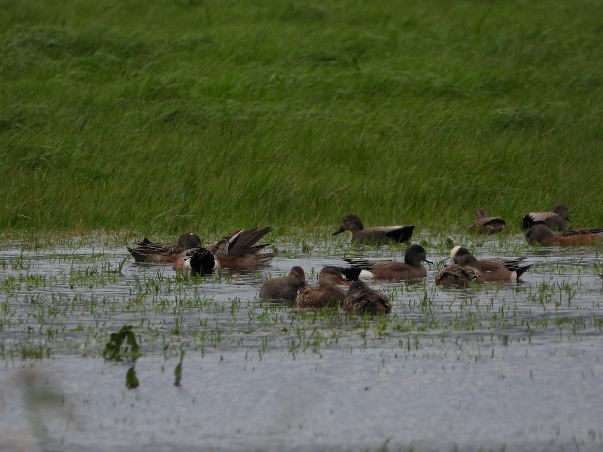 American Wigeon - Dan Stone