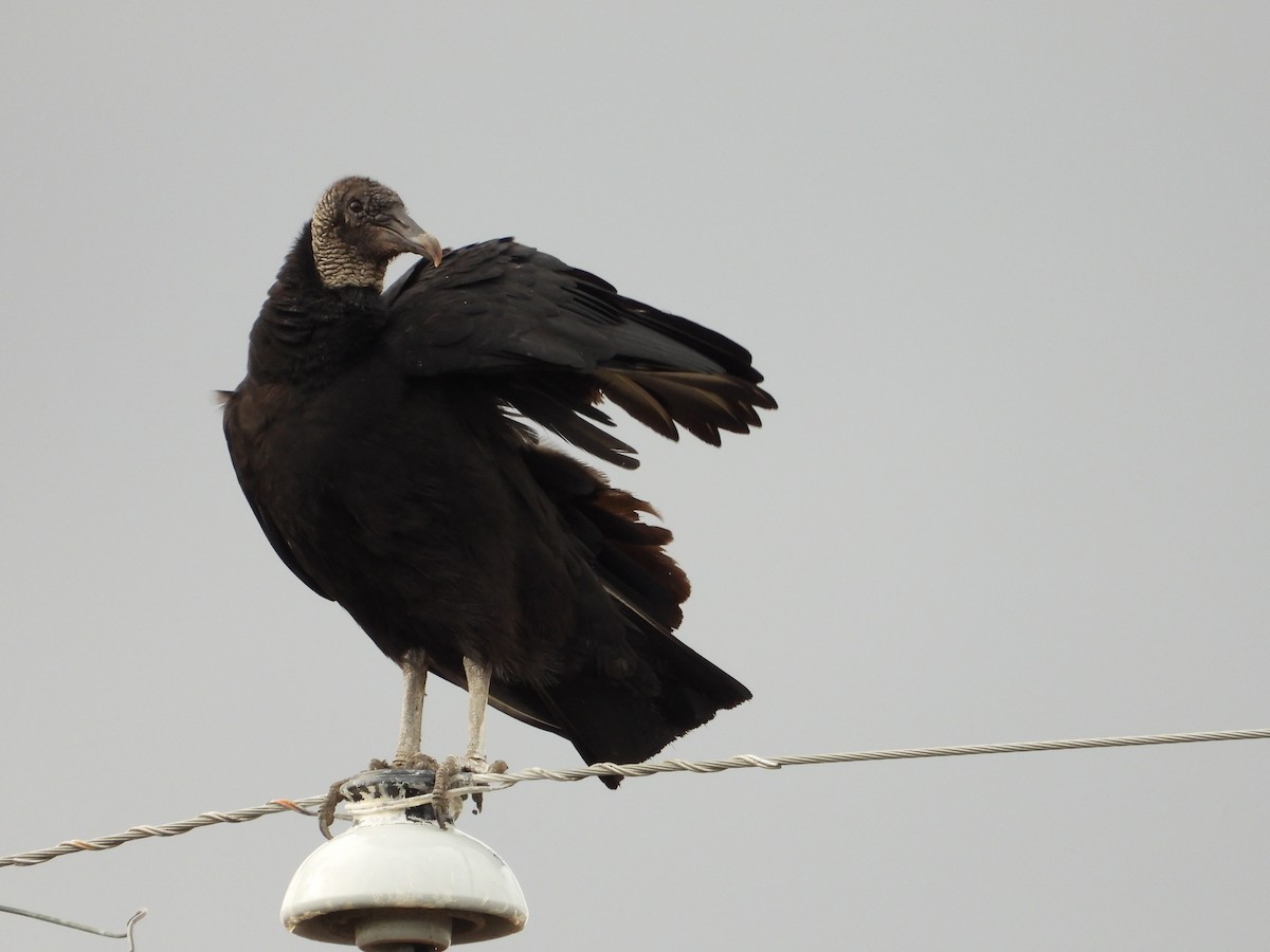 Black Vulture - Vidhya Sundar