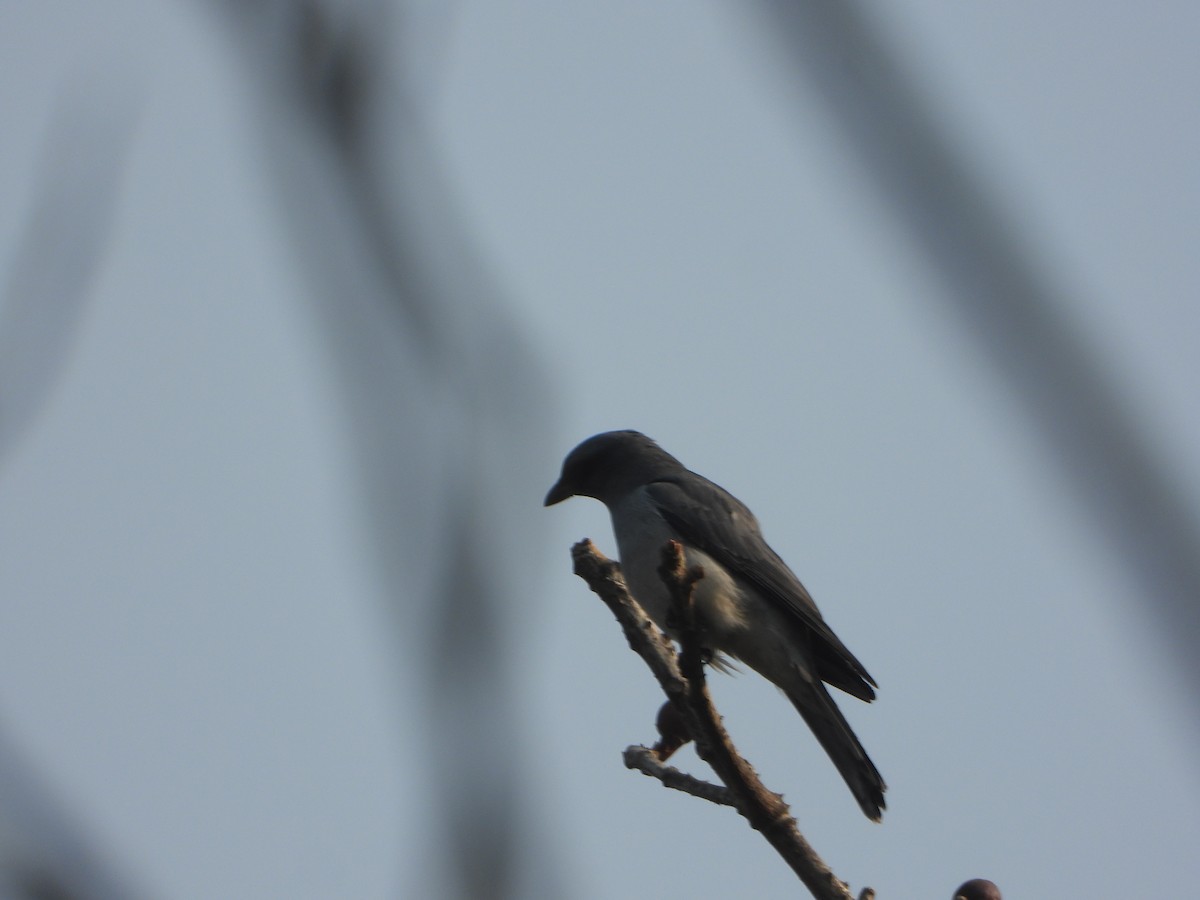 Large Cuckooshrike - ML615124107