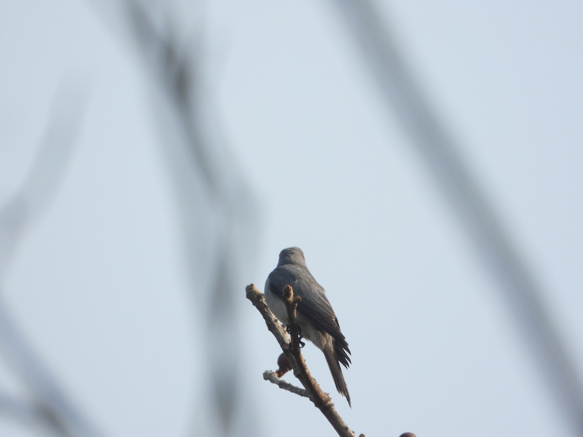 Large Cuckooshrike - ML615124108