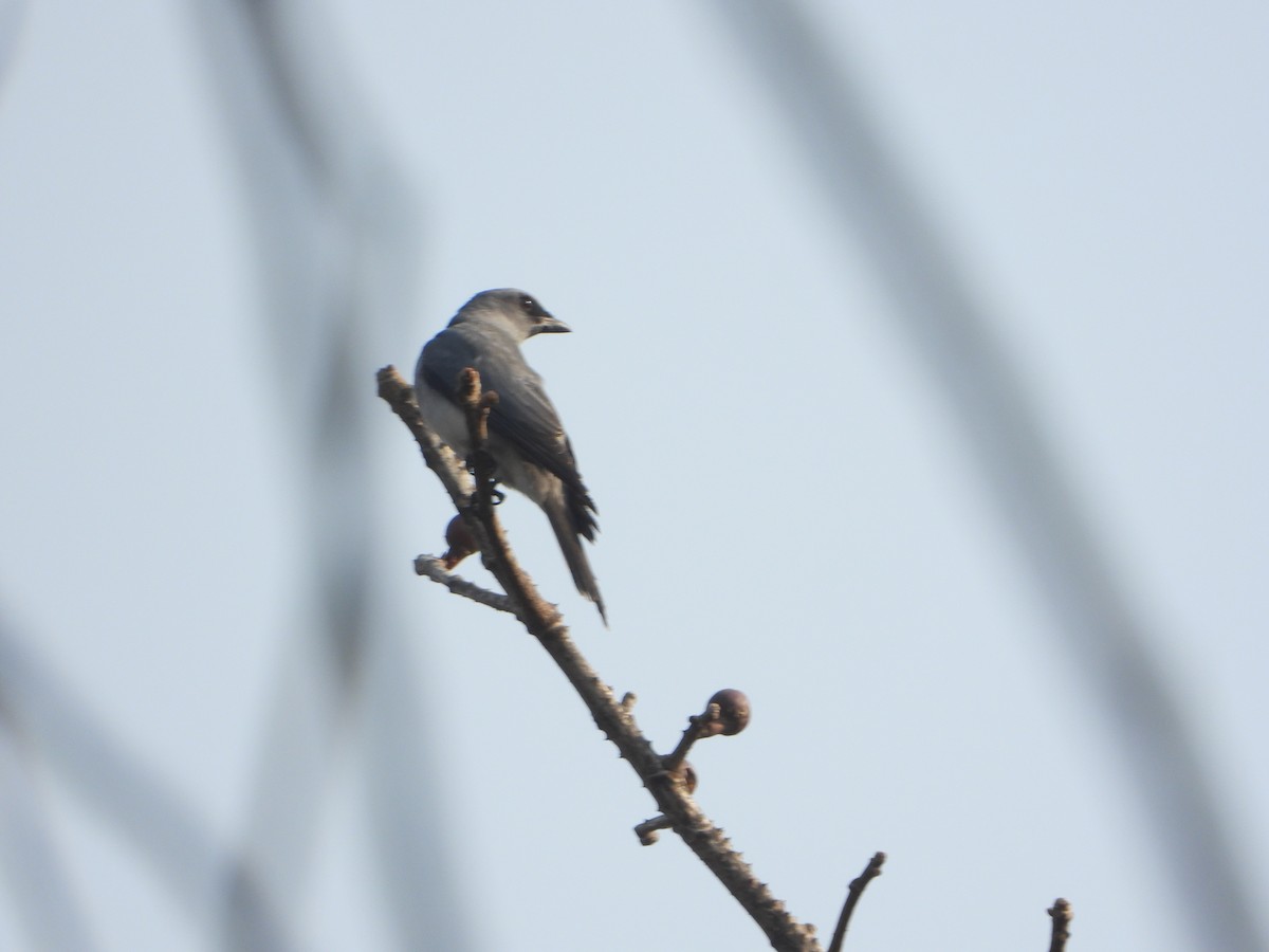 Large Cuckooshrike - ML615124110