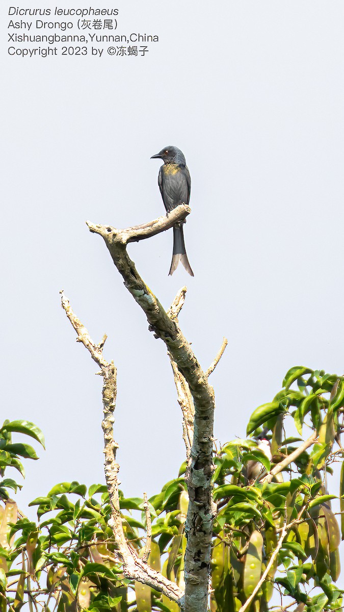 drongo kouřový - ML615124117