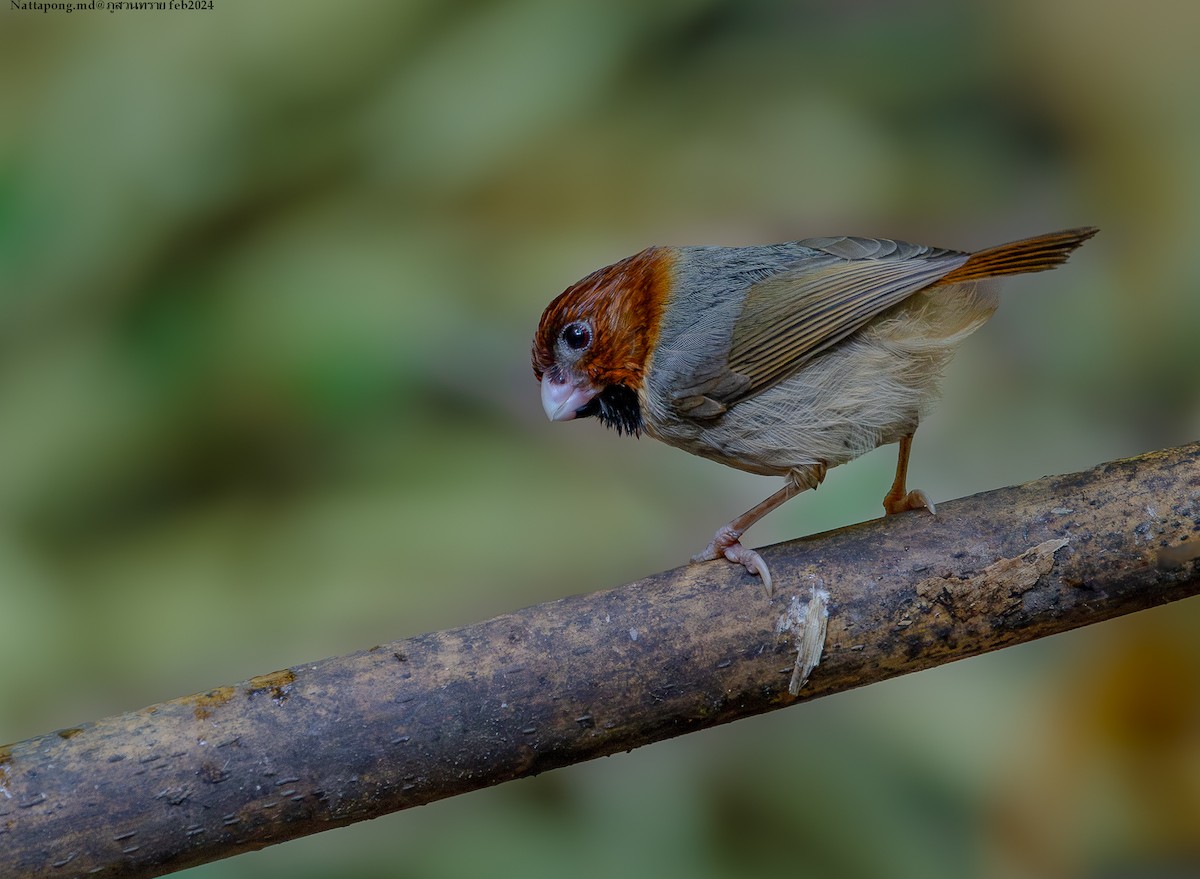 Short-tailed Parrotbill - Nattapong Banhomglin