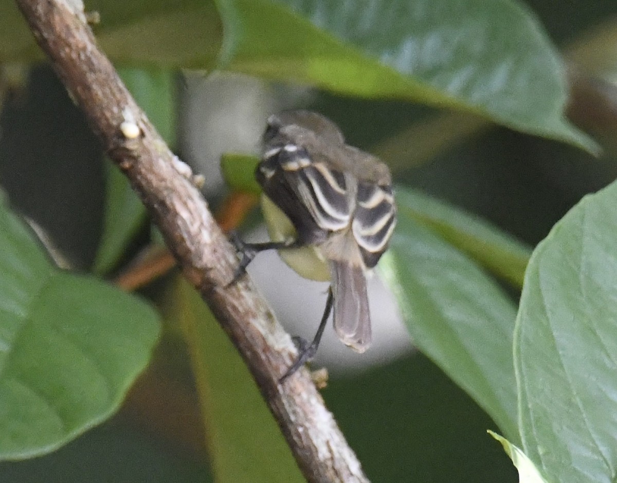 Southern Mouse-colored Tyrannulet - Zachary Peterson