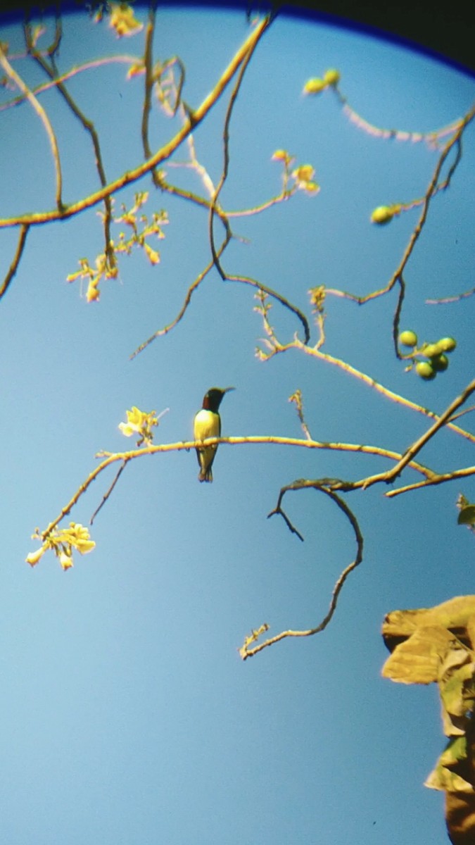 Purple-rumped Sunbird - ML615124181