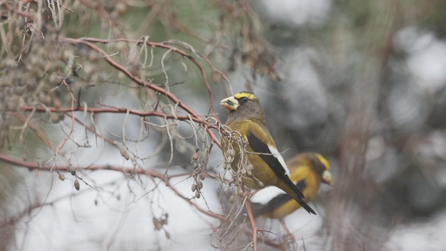 Evening Grosbeak (type 1) - ML615124266