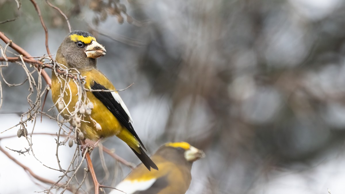 Evening Grosbeak (type 1) - ML615124275