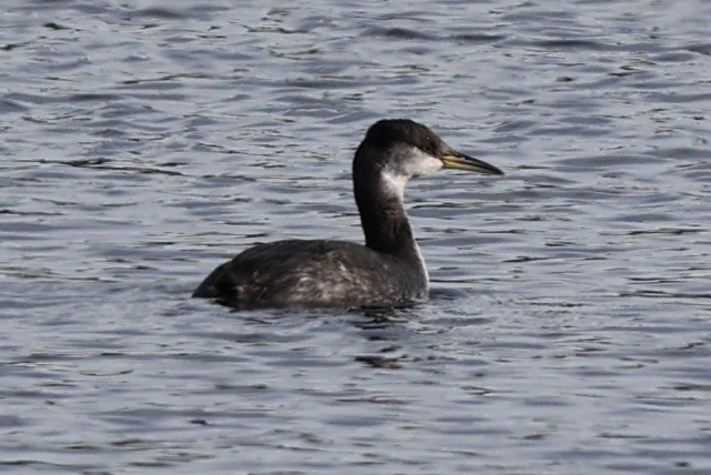 Red-necked Grebe - ML615124304