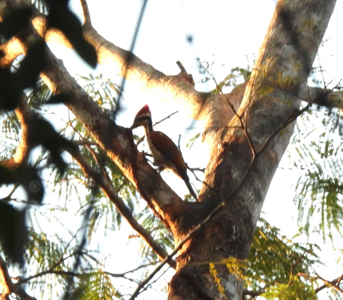 Malabar Flameback - ML615124311