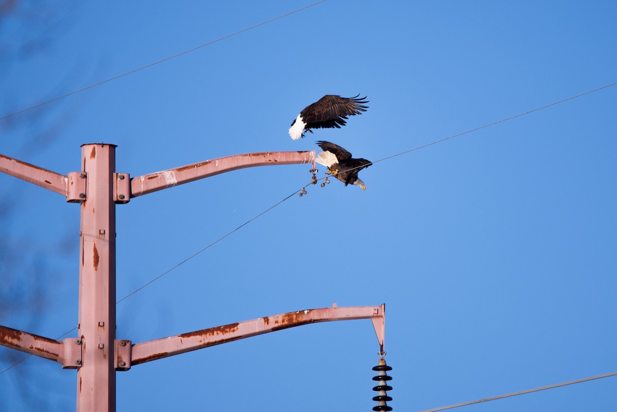 Bald Eagle - Paraksh Vankawala