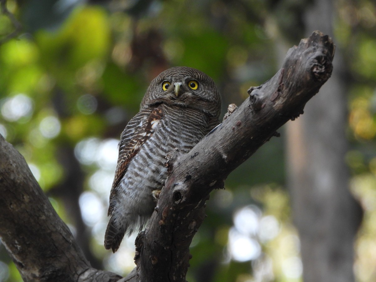 Jungle Owlet - ML615124353