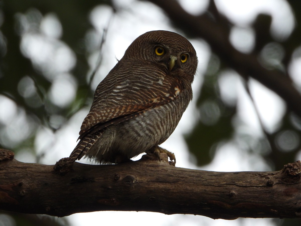 Jungle Owlet - Malyasri Bhattacharya