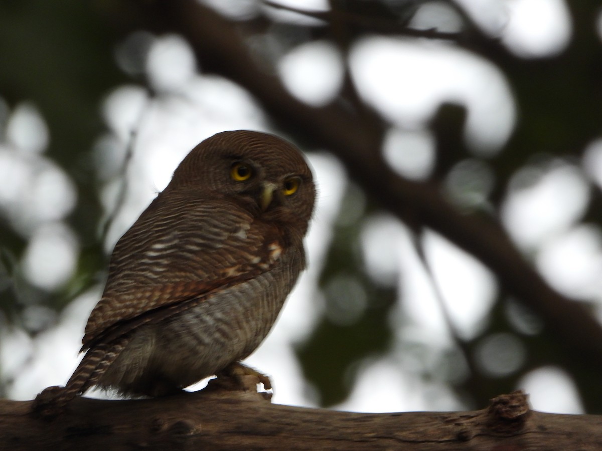 Jungle Owlet - Malyasri Bhattacharya