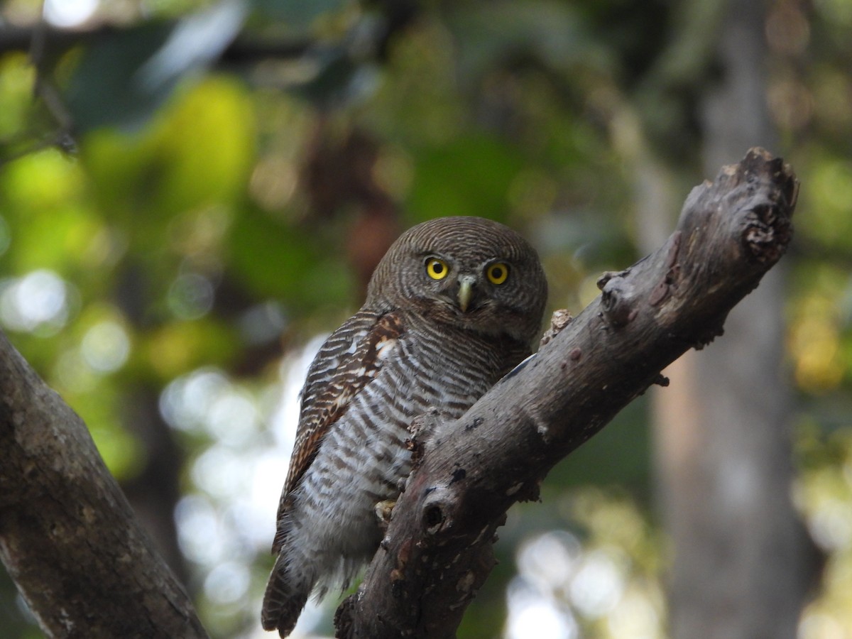Jungle Owlet - Malyasri Bhattacharya