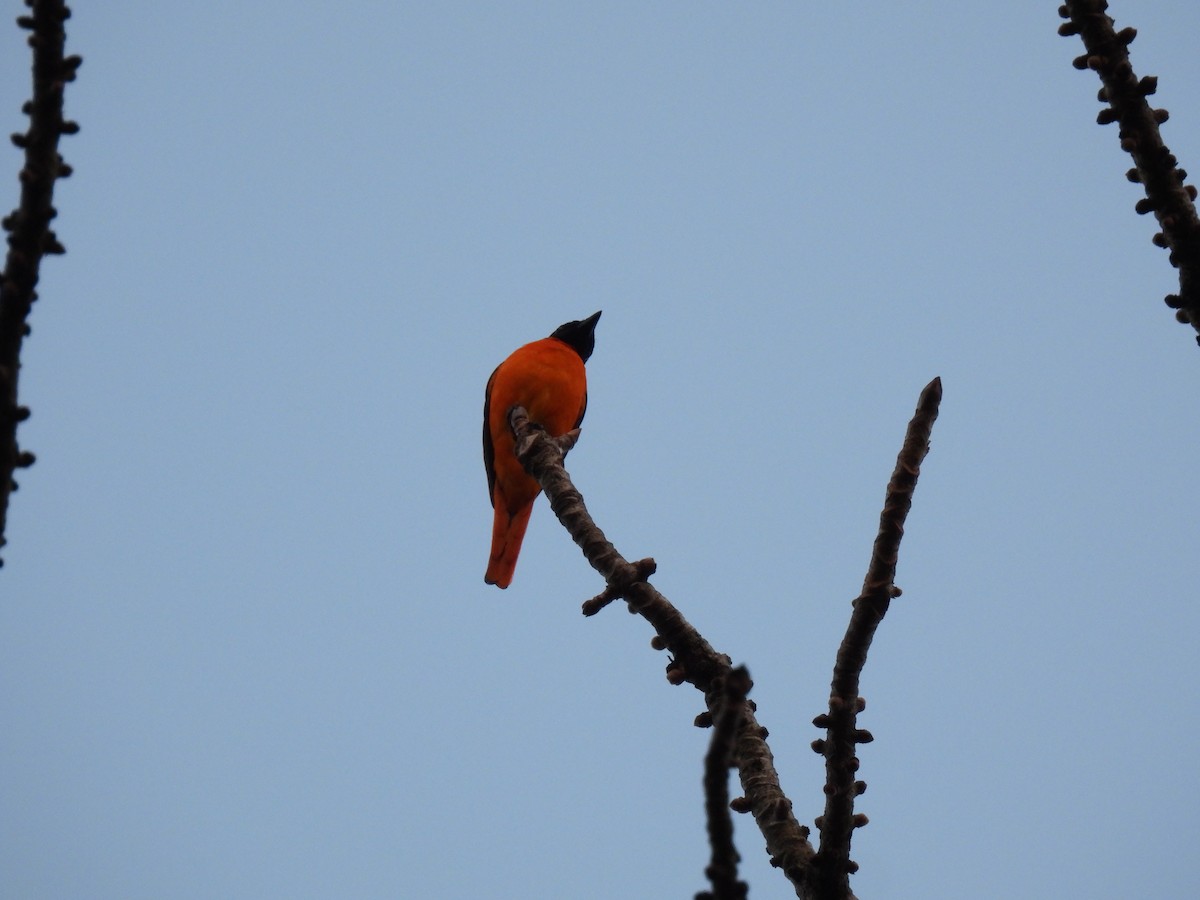 Orange Minivet - ML615124367