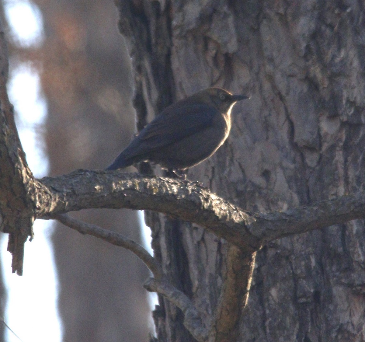 Rusty Blackbird - ML615124381