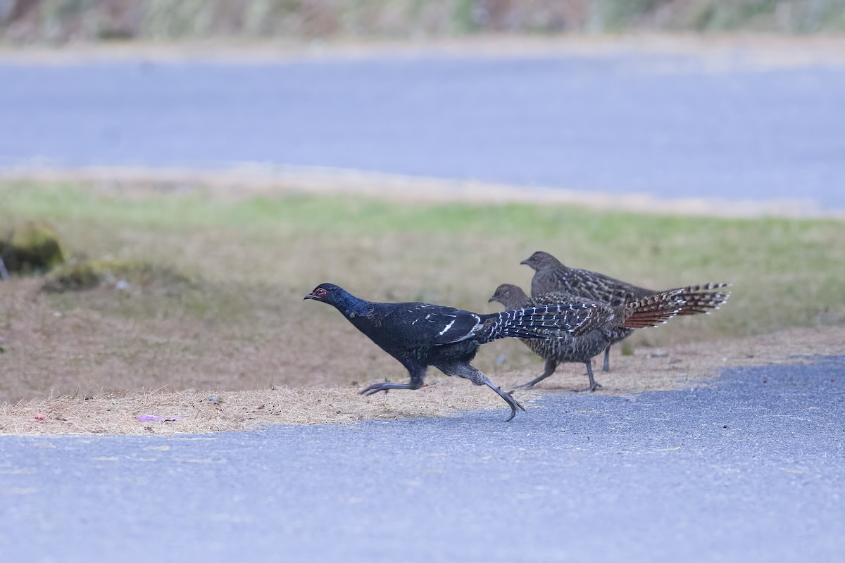 Mikado Pheasant - ML615124404