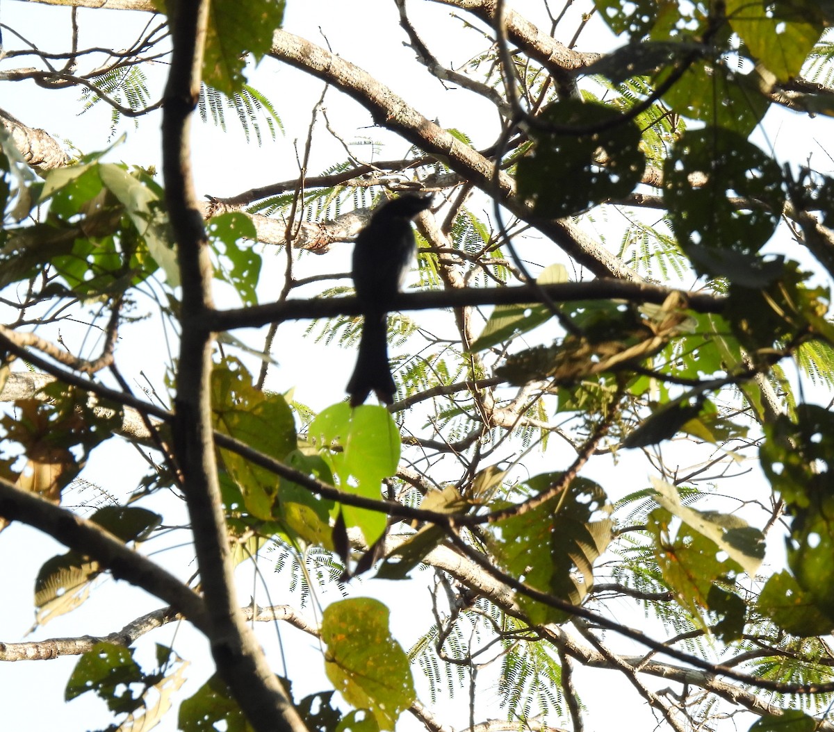 Greater Racket-tailed Drongo - ML615124407