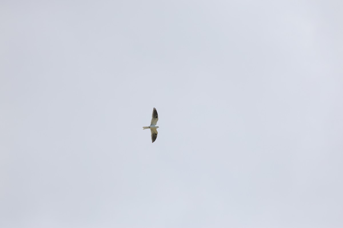 White-tailed Kite - ML615124480