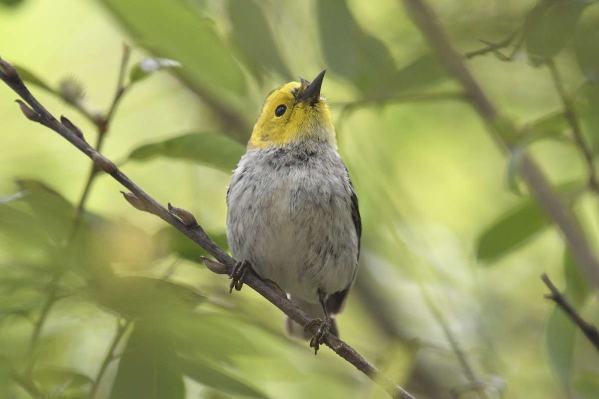 Hermit Warbler - Joshua  Smith