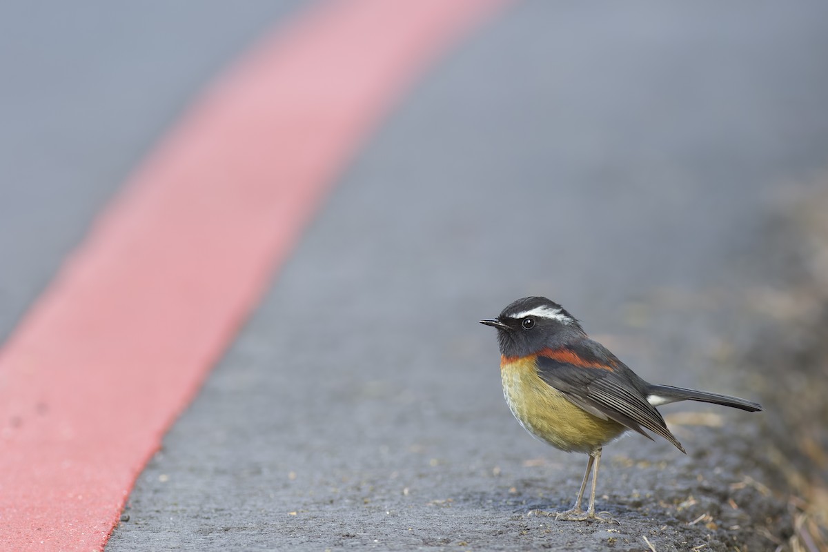 Collared Bush-Robin - ML615124501