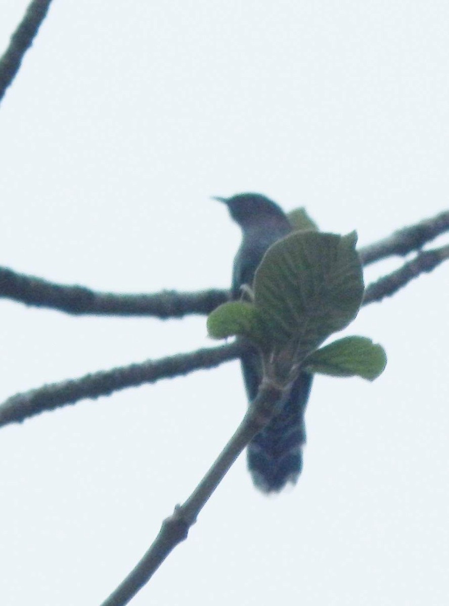 Gray-bellied Cuckoo - ML61512451