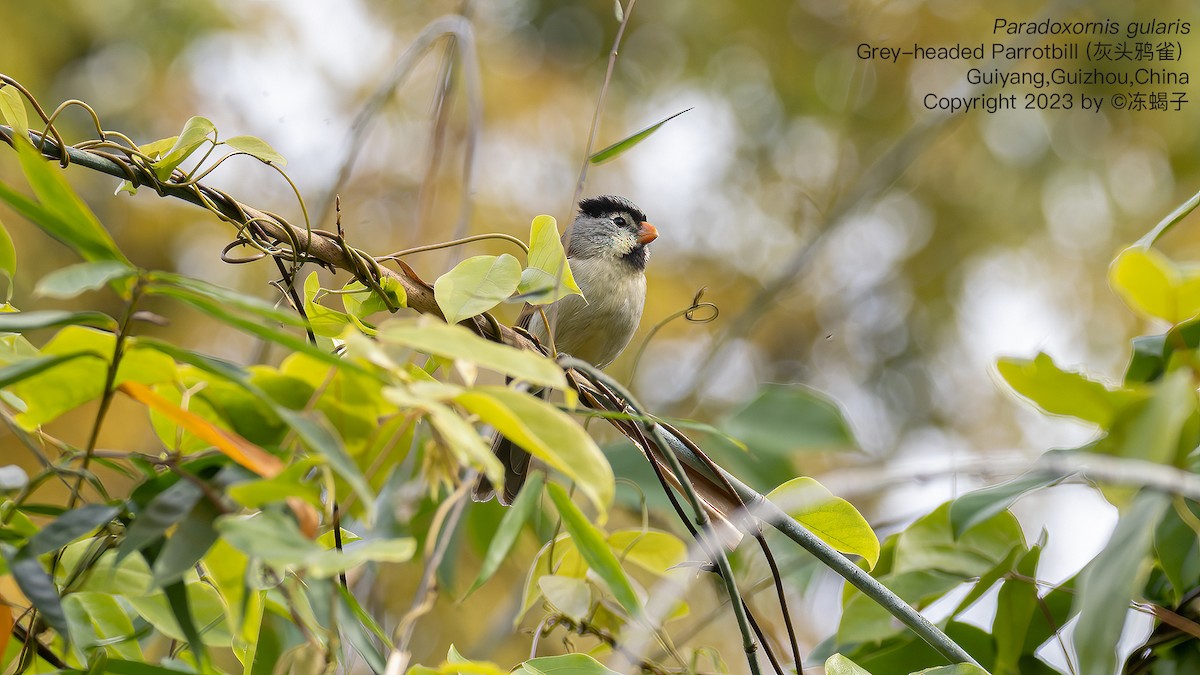 Gray-headed Parrotbill - ML615124521