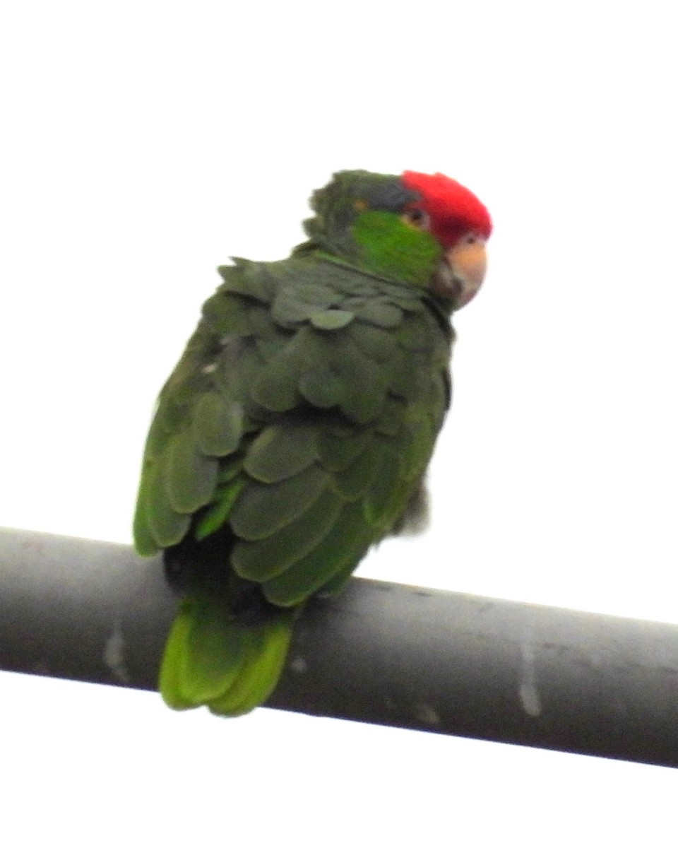 Red-crowned Parrot - ML615124560