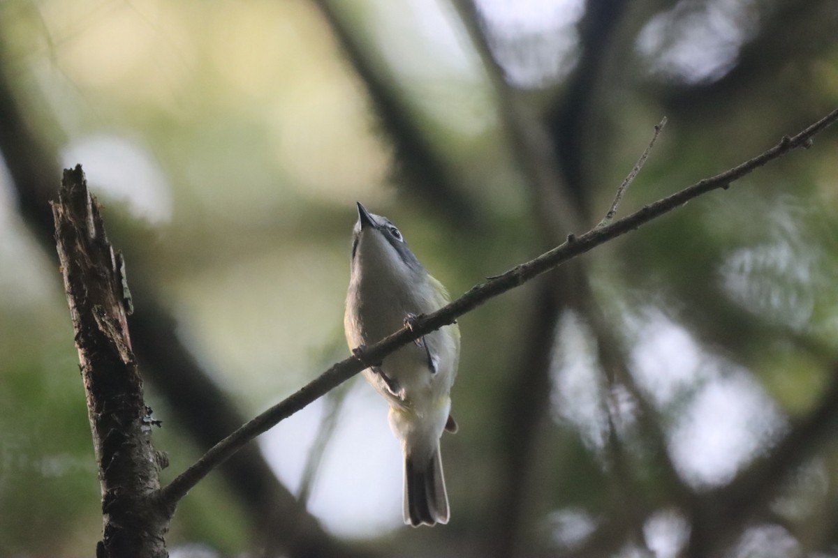 Blue-headed Vireo - ML615124630