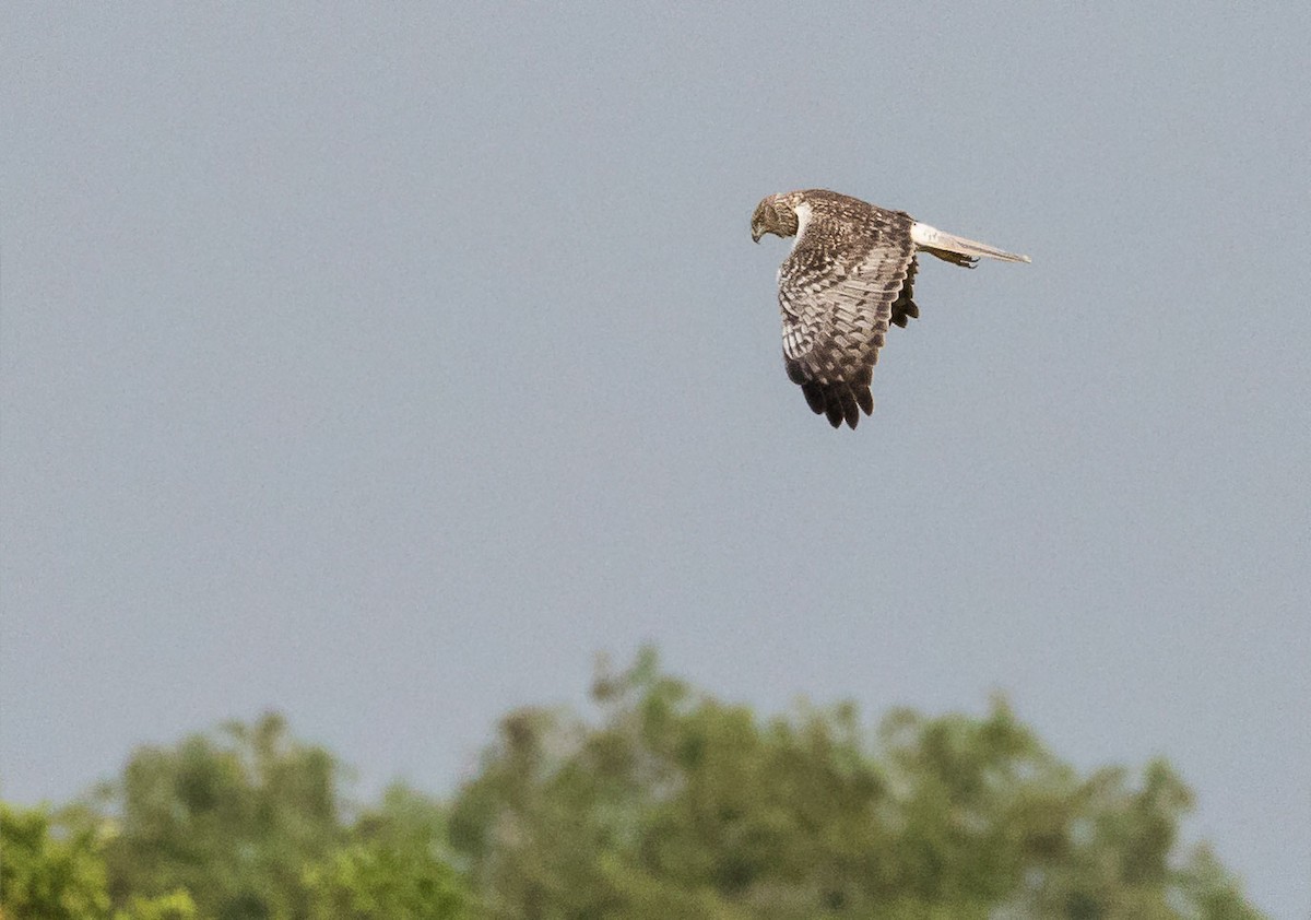 Eastern Marsh Harrier - ML615124666