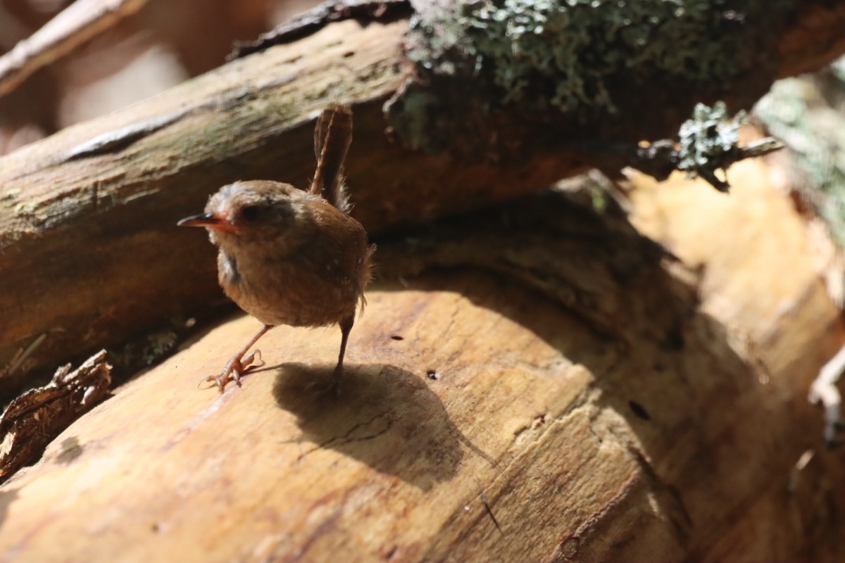 Winter Wren - Kyle Marchant