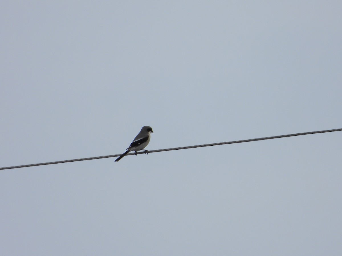 Loggerhead Shrike - Vidhya Sundar