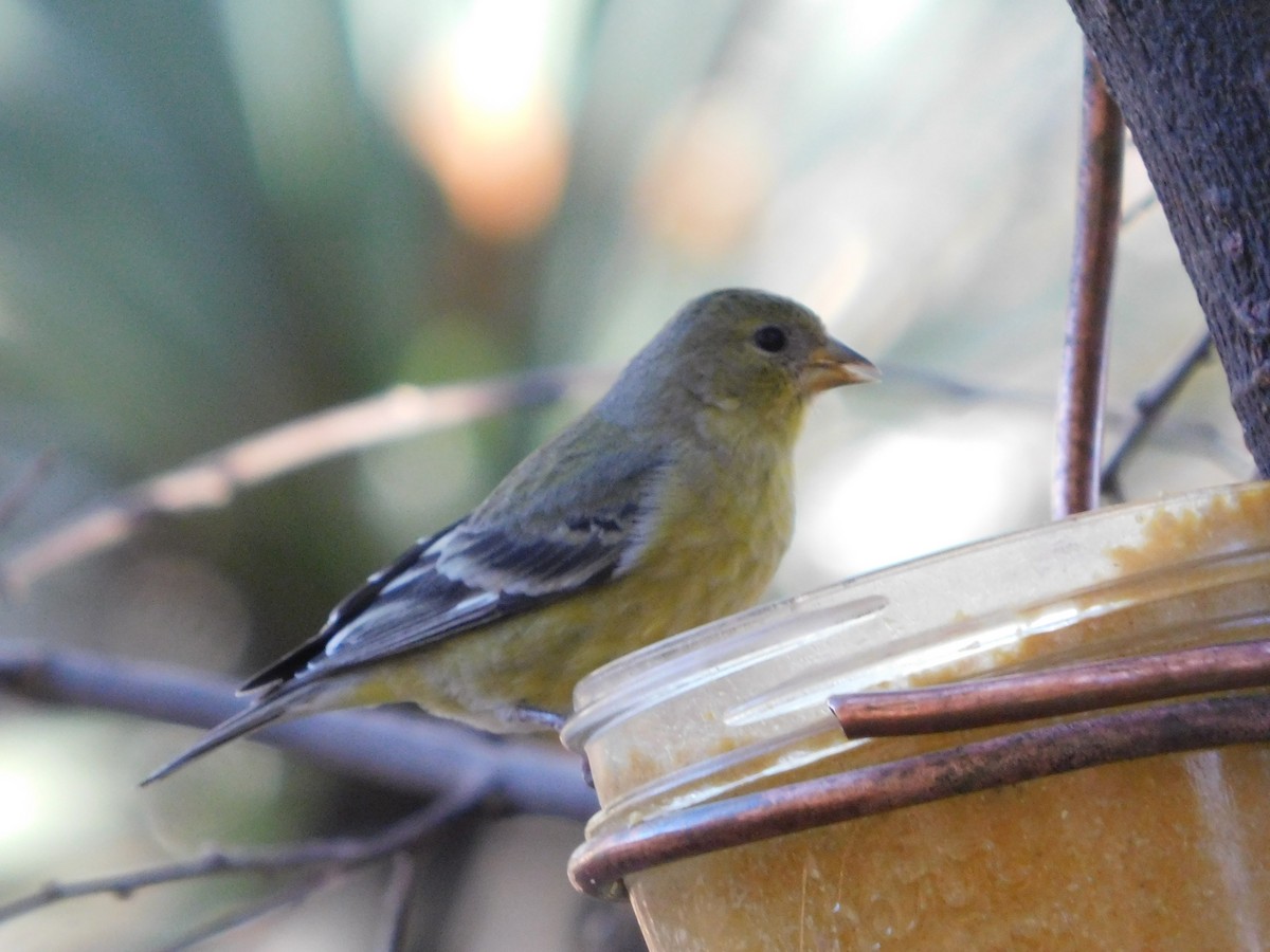 Lesser Goldfinch - ML615124735