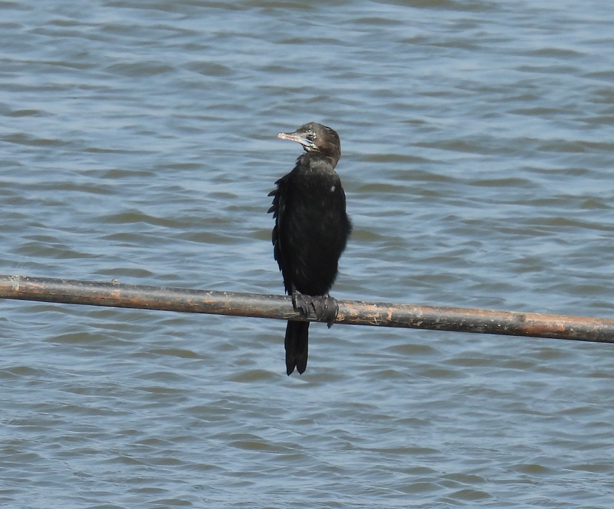 Little Cormorant - ML615124736