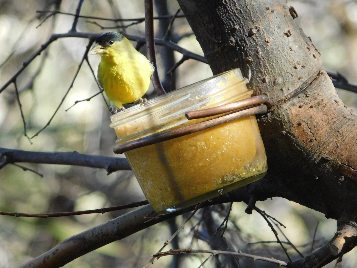 Lesser Goldfinch - ML615124740