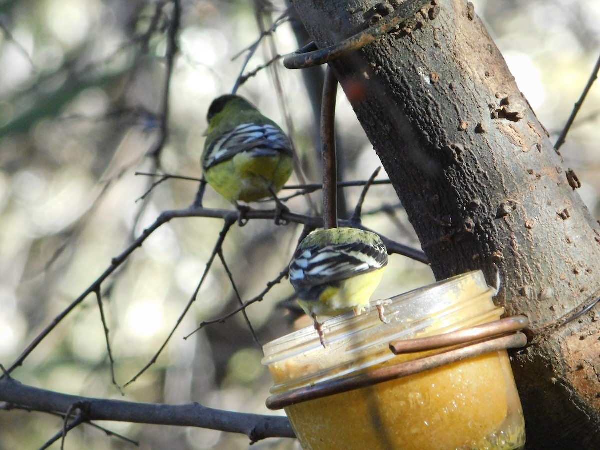 Lesser Goldfinch - ML615124741