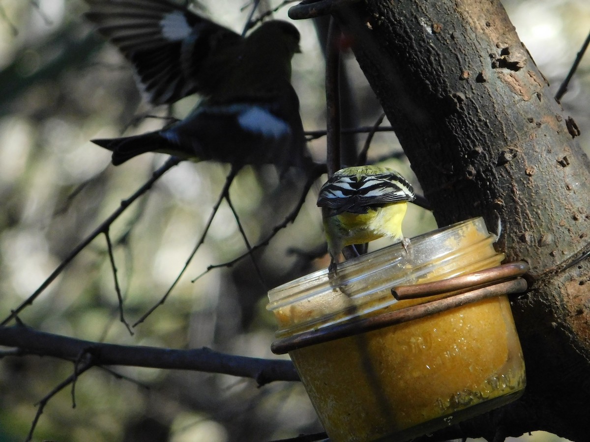 Lesser Goldfinch - ML615124742