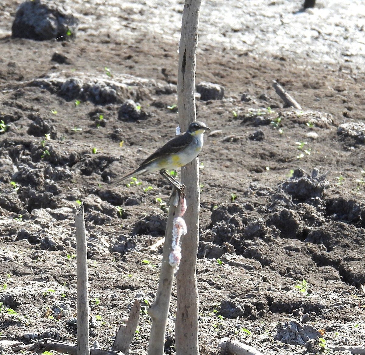 Eastern Yellow Wagtail - Shaun Green