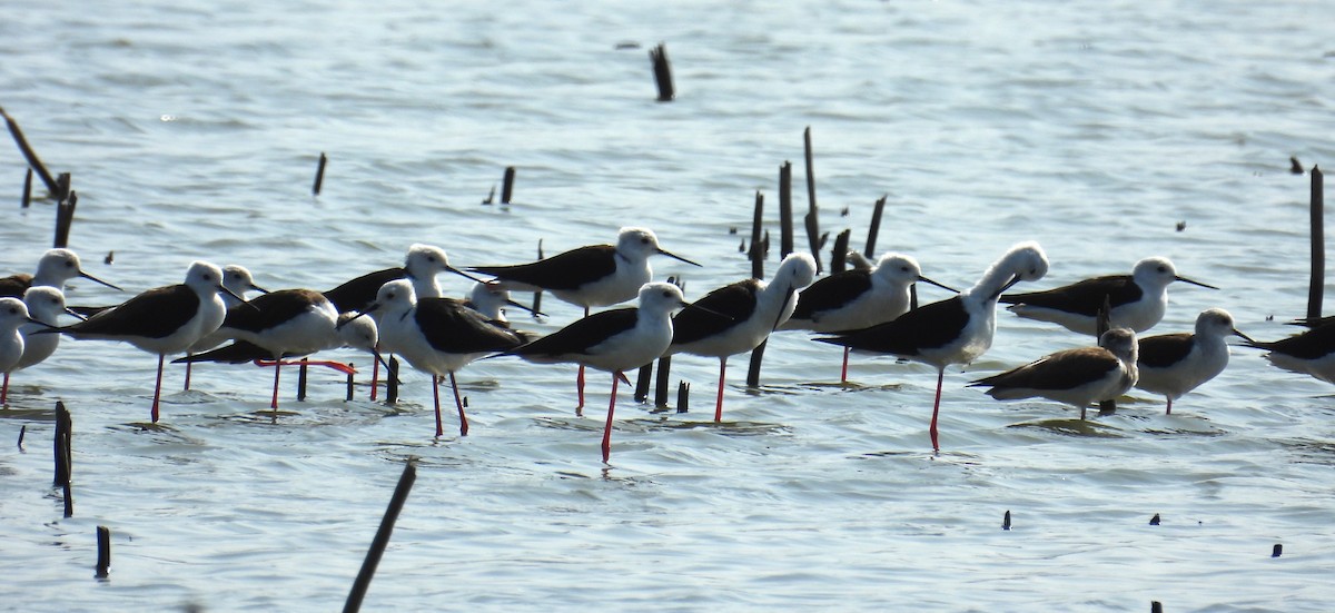 Black-winged Stilt - Shaun Green