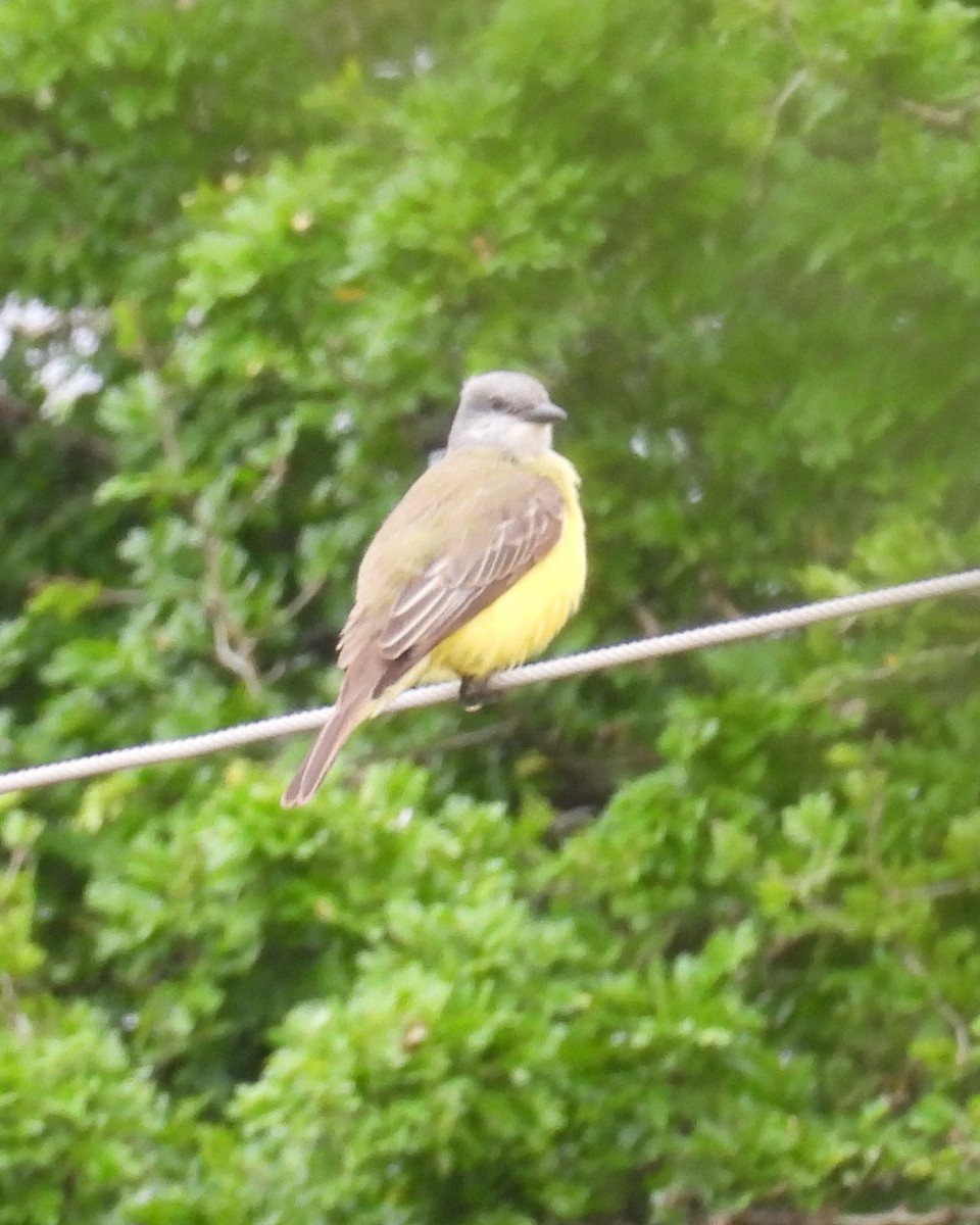 Tropical Kingbird - ML615124849