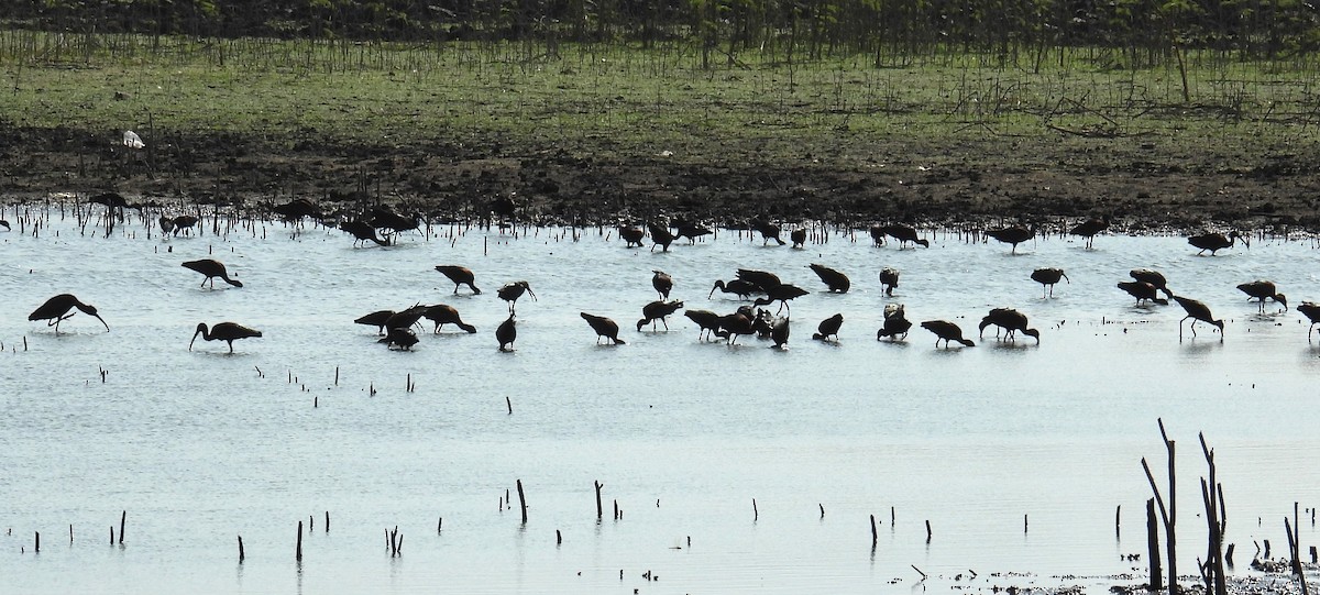 Glossy Ibis - ML615124869