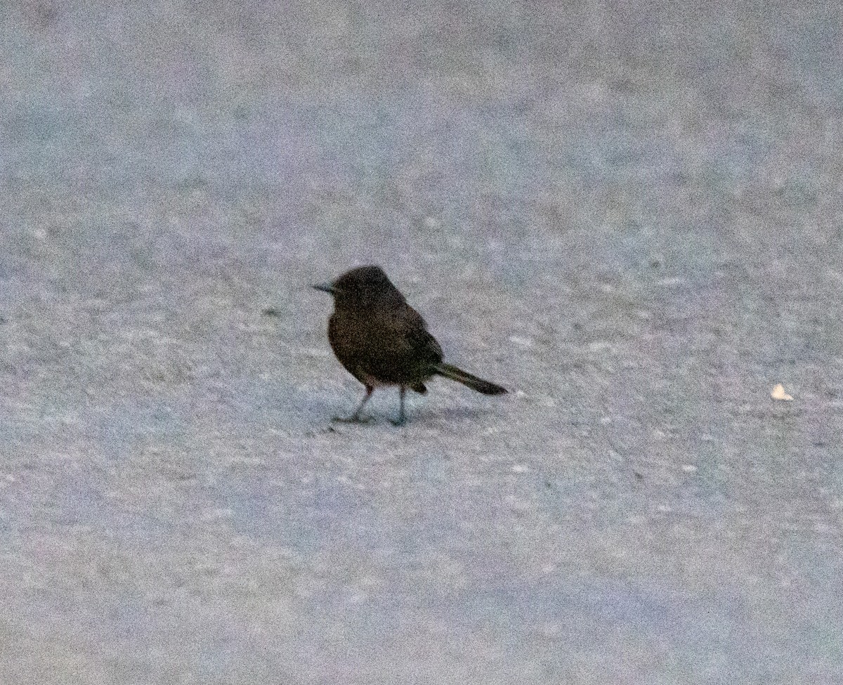 Black Phoebe - ML615124874