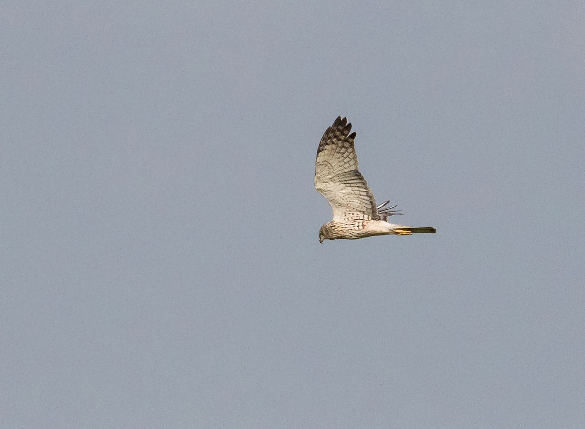 Eastern Marsh Harrier - ML615124911