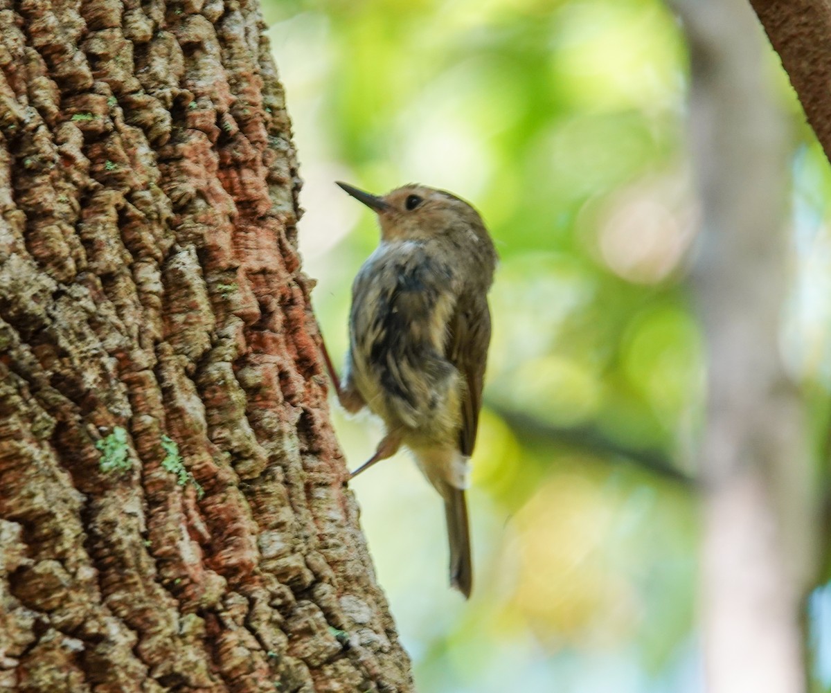 Large-billed Scrubwren - ML615124916